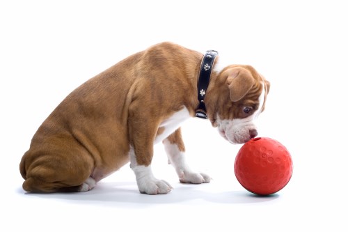 Dog Looking at Red Ball