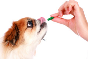 Dog Taking a Pill